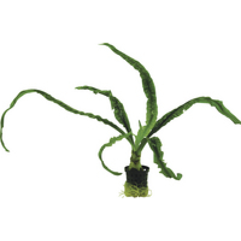 6x Crinum Calamistratum